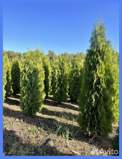 Туя с бесплатной доставкой