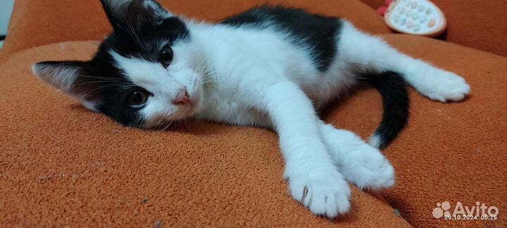 Котёнок в добрые руки