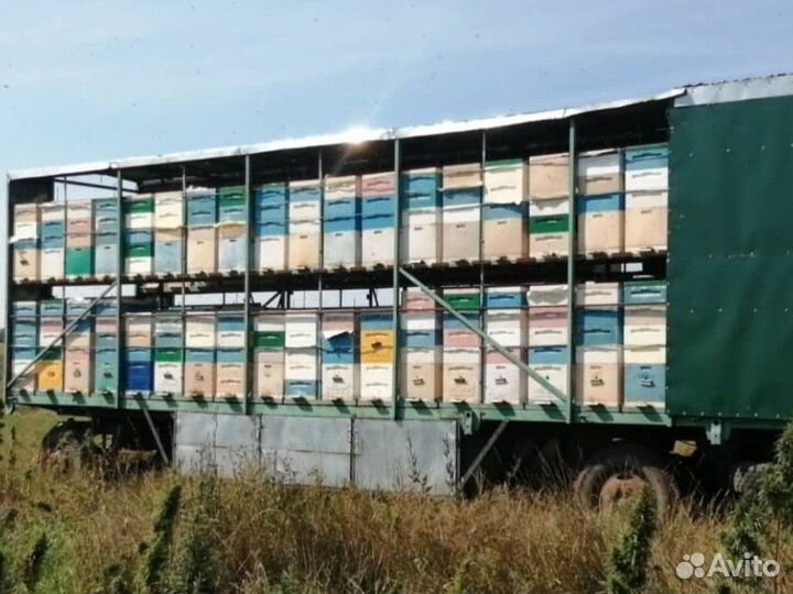 Чистейший мед Белой Акации