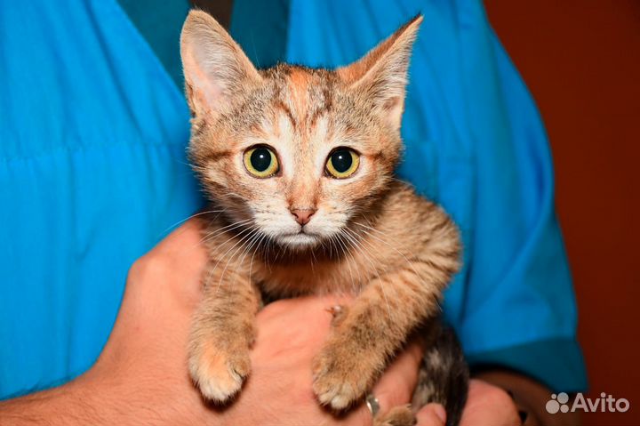 Трехцветный котенок девочка