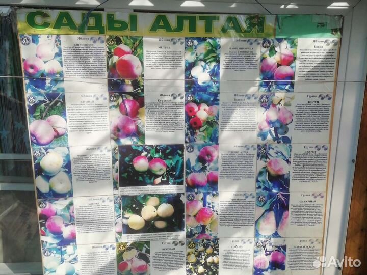 Саженцы плодово-ягодных и декоративных культур