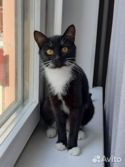Отдам черную кошечку