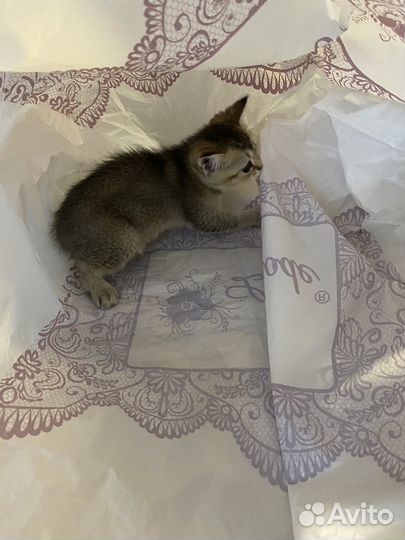 Британская кошка