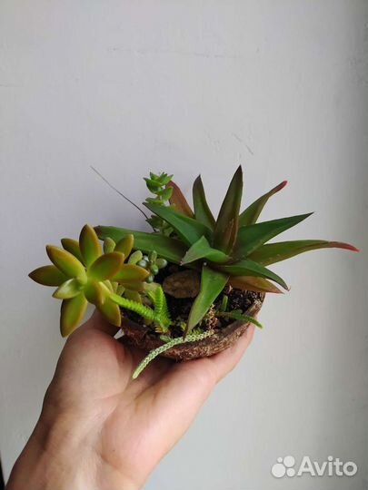 Суккулент / Очиток/ Толстянка/ Кактус