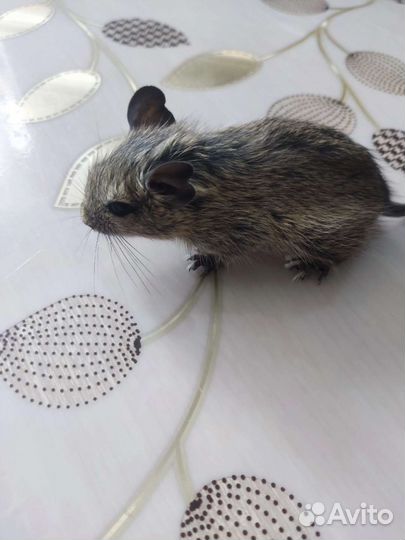 Чилийская белка дегу