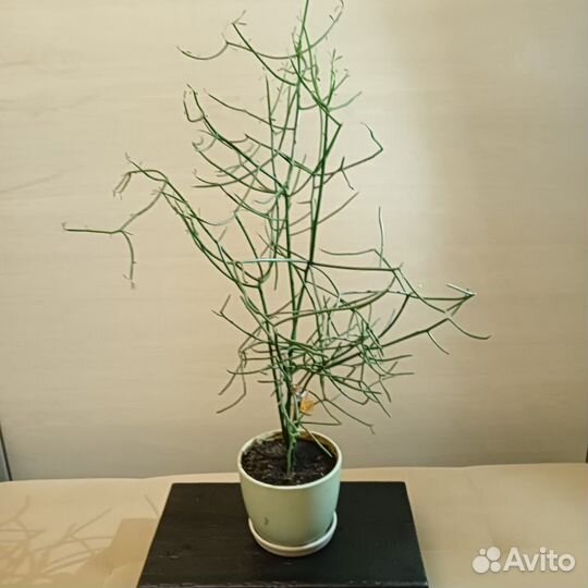 Хатиора или рапсалис