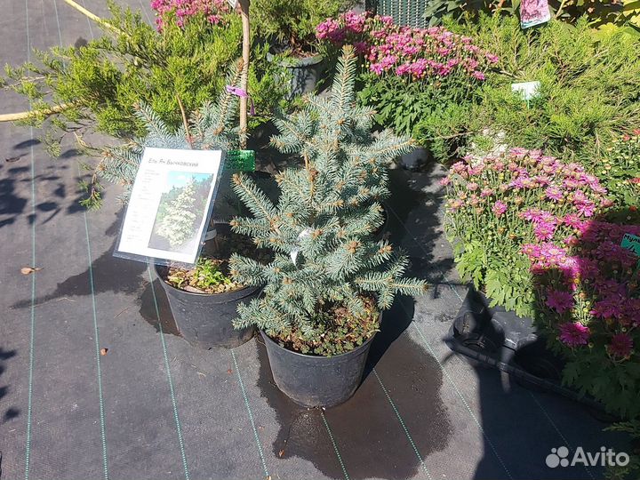 Ель Ян Бычковский