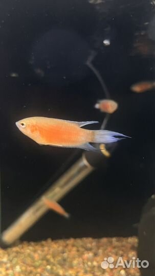 Макропод красный