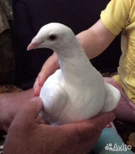 Голуби