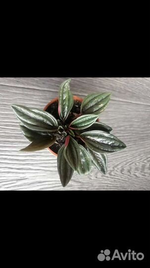 Растения (мини) для флорариумов и террариумов