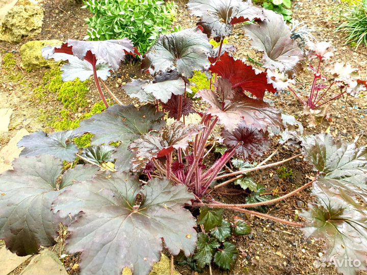 Офиопогон,Гейхеры