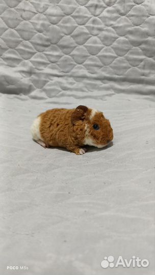 Американский Тэдди