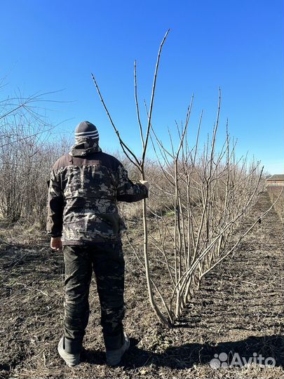 Саженцы катальпы