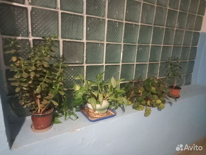 Комнатные растения бесплатно