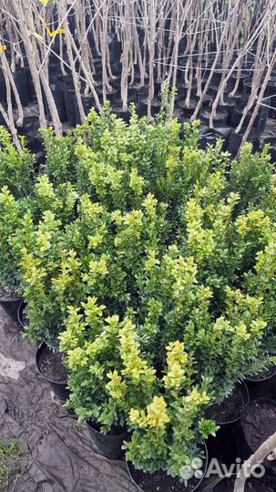 Саженцы самшита