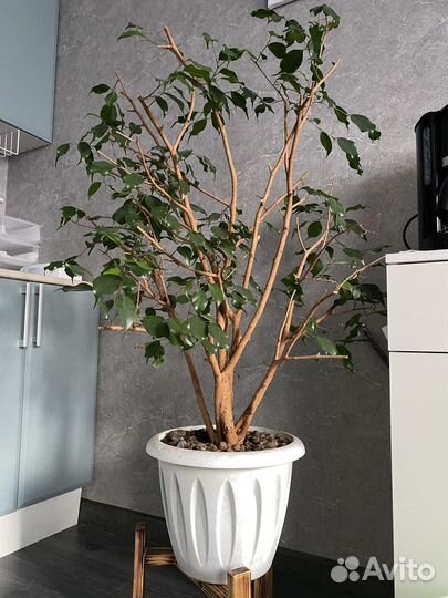 Фикус бенджамина большой