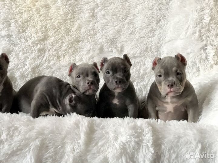 Американский булли Щенки