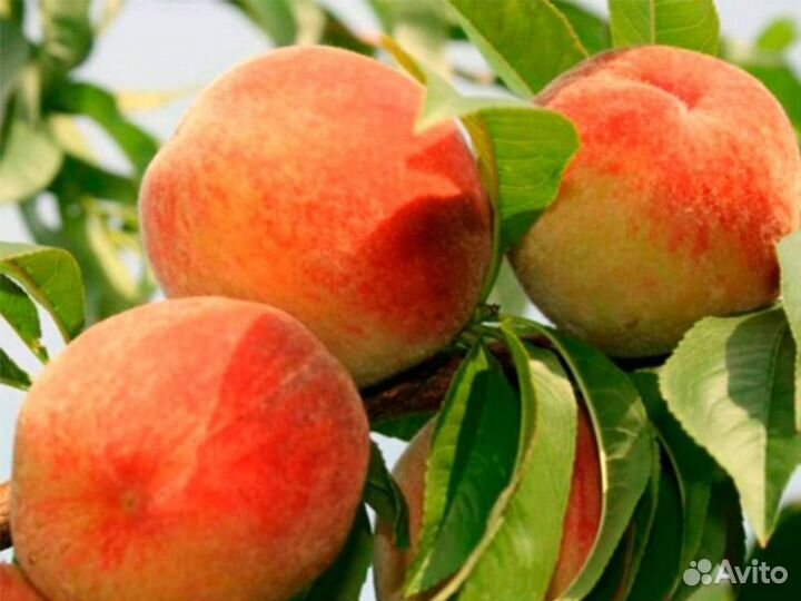 Плодовые деревья и кустарники