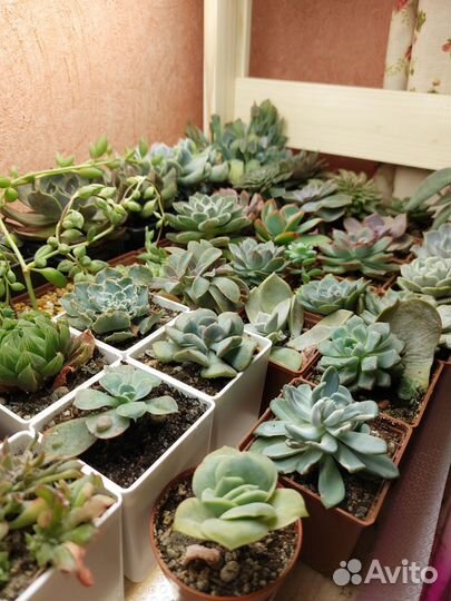 Суккуленты 3
