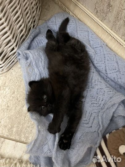 Котенок