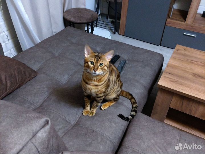 Бенгальский кот вязка