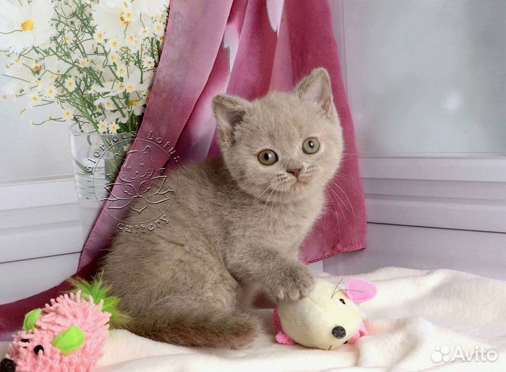 Британские котята