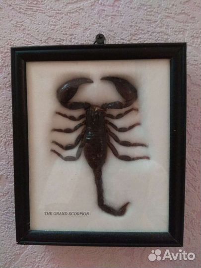 Насекомые в рамке