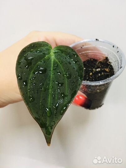 Фатсхедера