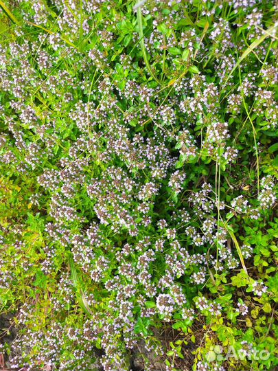 Тимьян ползучий (чабрец), душица, мелисса