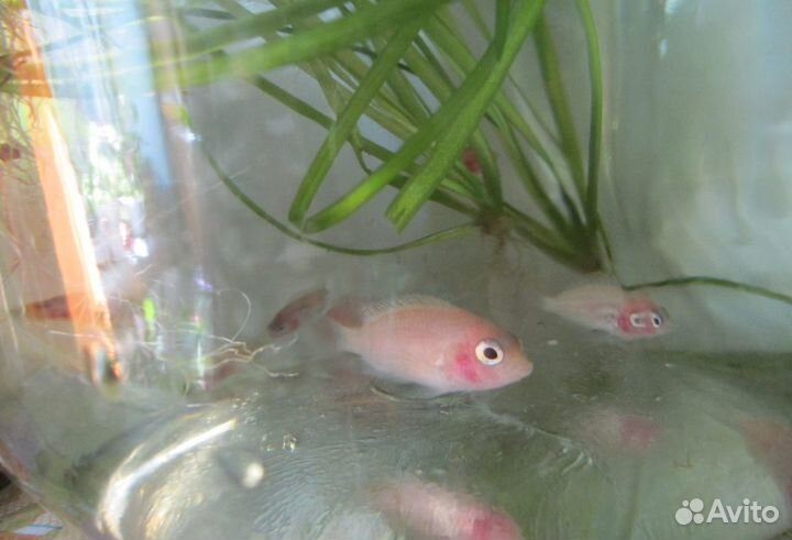 Цихлиды мальки отдам