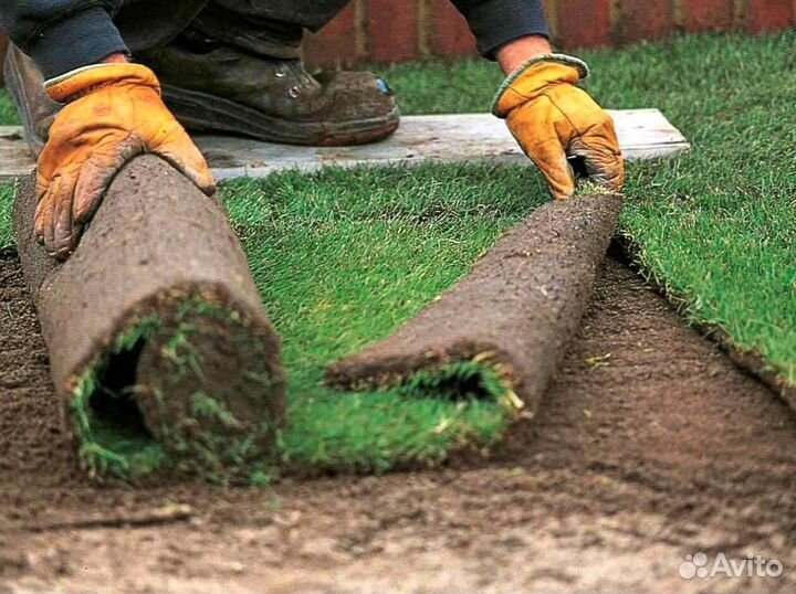Продажа Рулонного газона