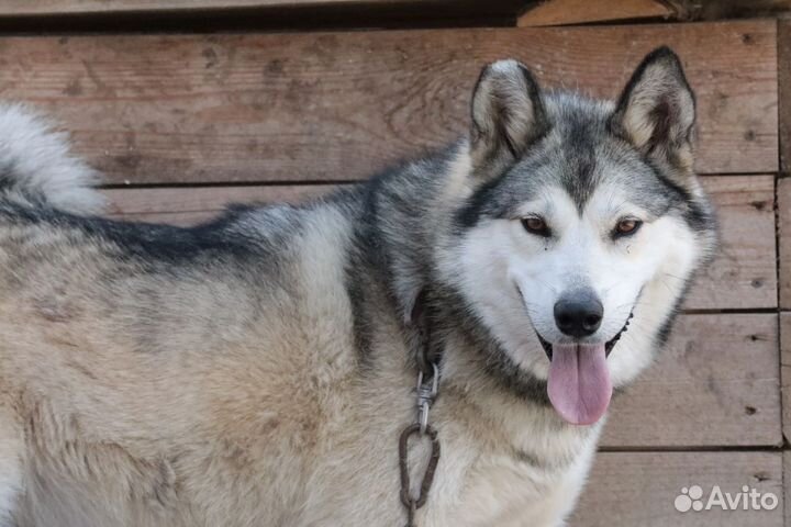 Аляскинский маламут