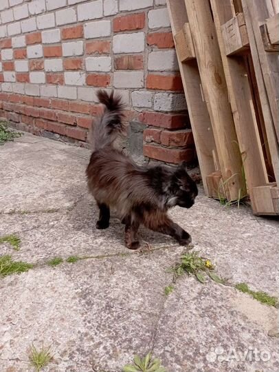 Сибирский кот