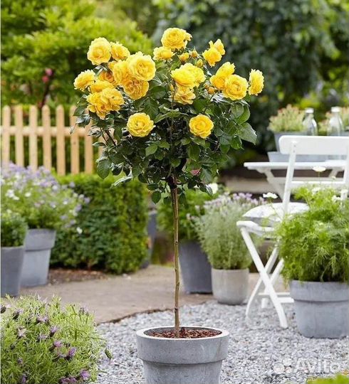 Роза на штамбе