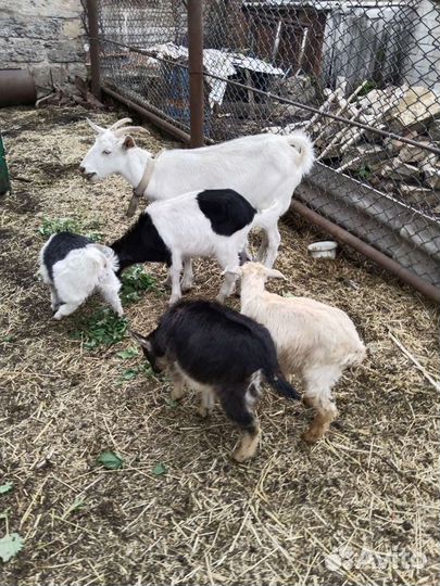 Нубийская дойная коза с козлятами