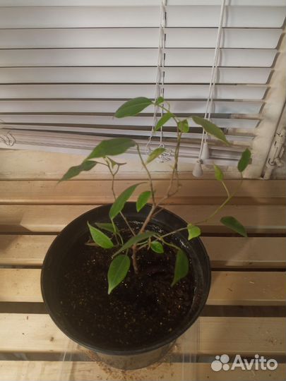 Фикус бенджамина