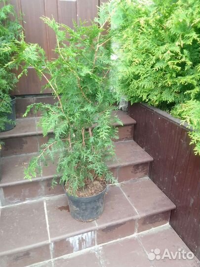 Туя брабант