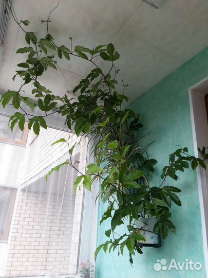 Пассифлора (маракуйя) сорт маэстро, съедобная