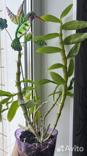 Орхидея,Дендробиум