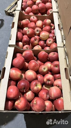 Яблоки оптом