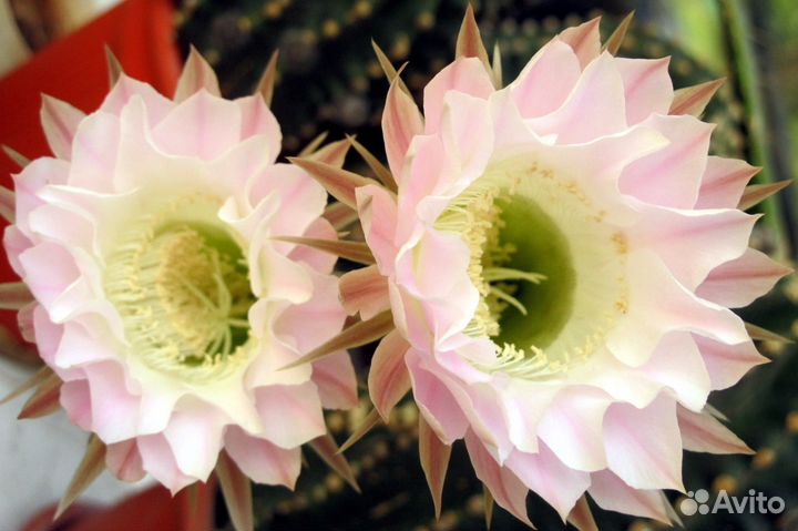 Продам готовящиеся цвести эхинокактусы и их детки