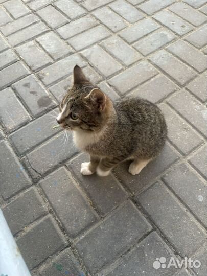 Кот