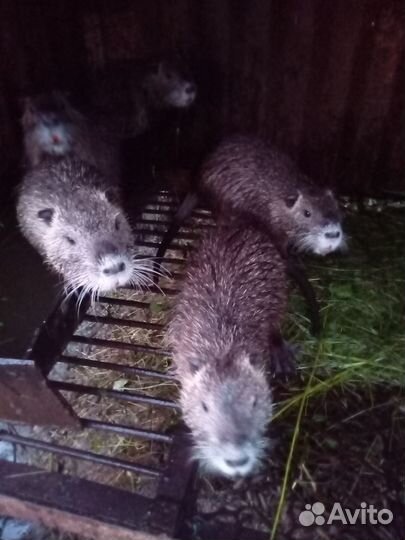 Продаю нутрий