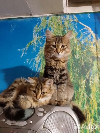 Котятки в добрые руки