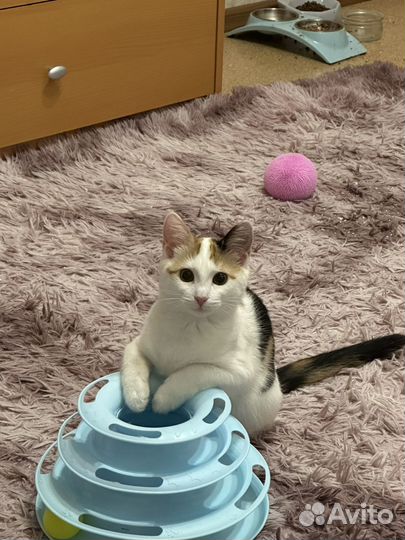 Котенок трехцветка. 5 месяцев