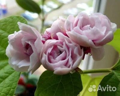 Клеродендрум филиппинский