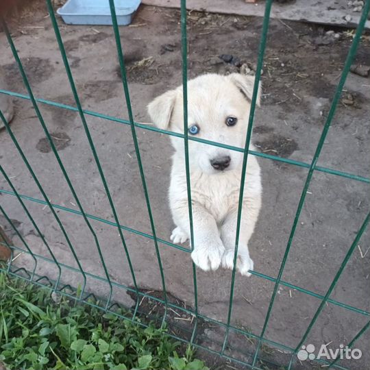 Хаски в добрые руки