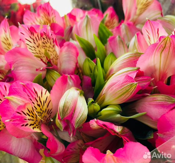 Цветы Альстромерии