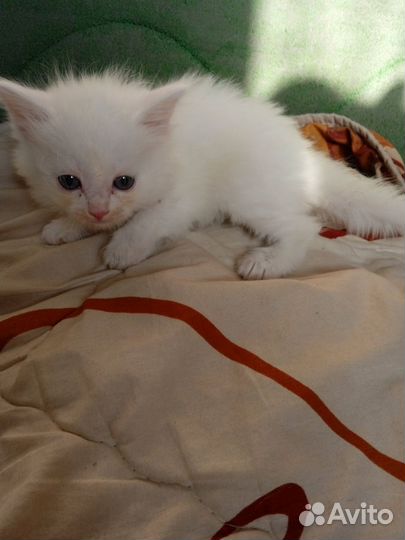 Котята турецкой ангоры