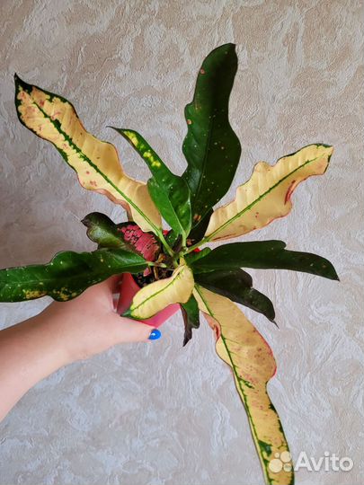 Кротон Вилма